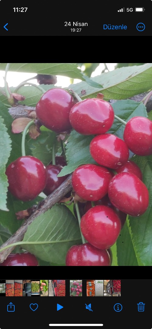 Cherries unlimited