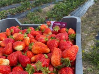 Fresh strawberries