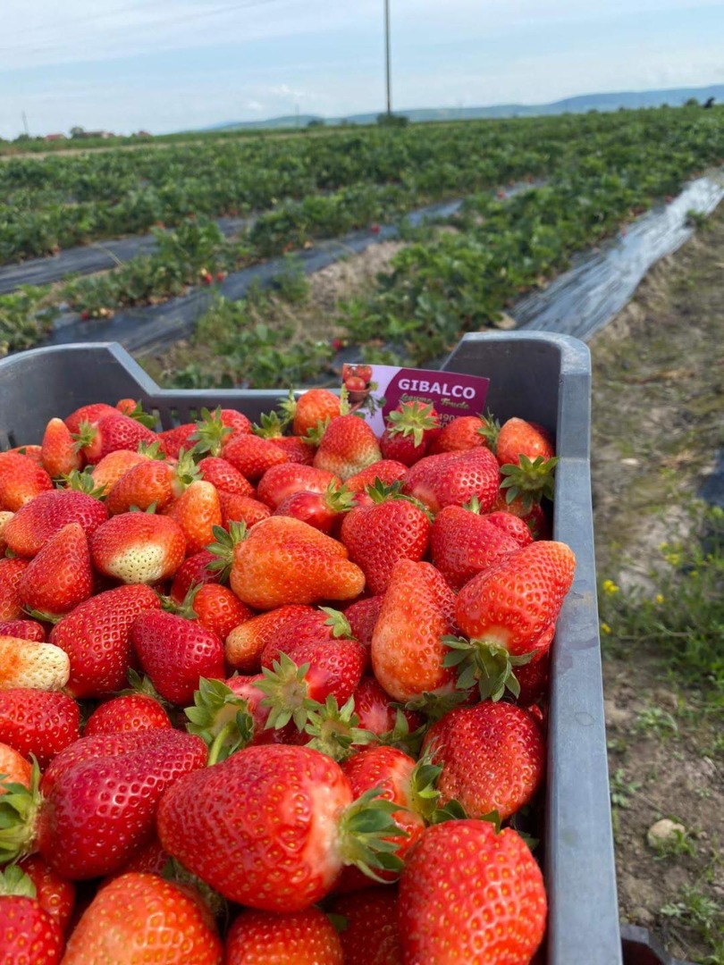 Fresh strawberries