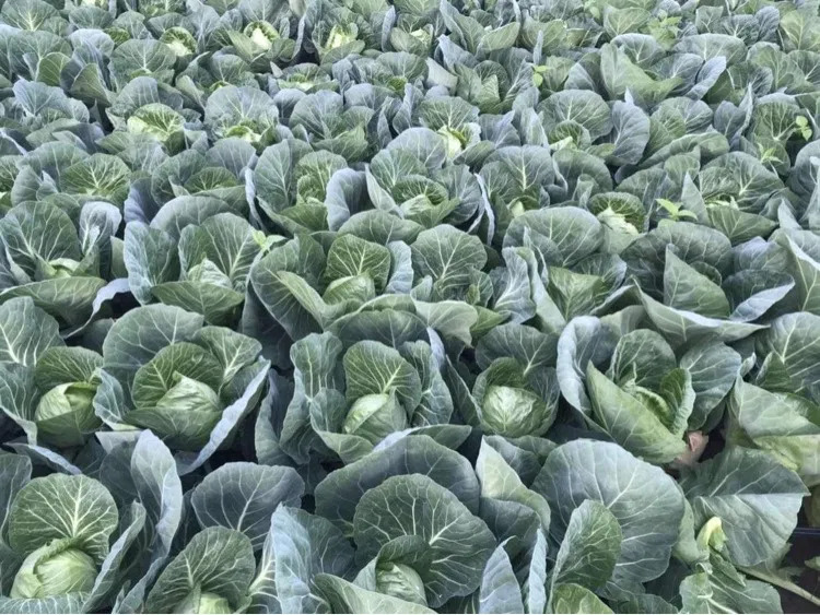 Hello, I have a large amount of young cabbage for sale, cabbage is available now