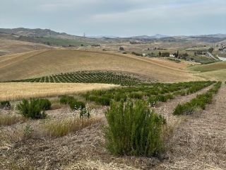 ORGANIC ROSEMARY FOR SALE, PLEASE COME AND PICK IT