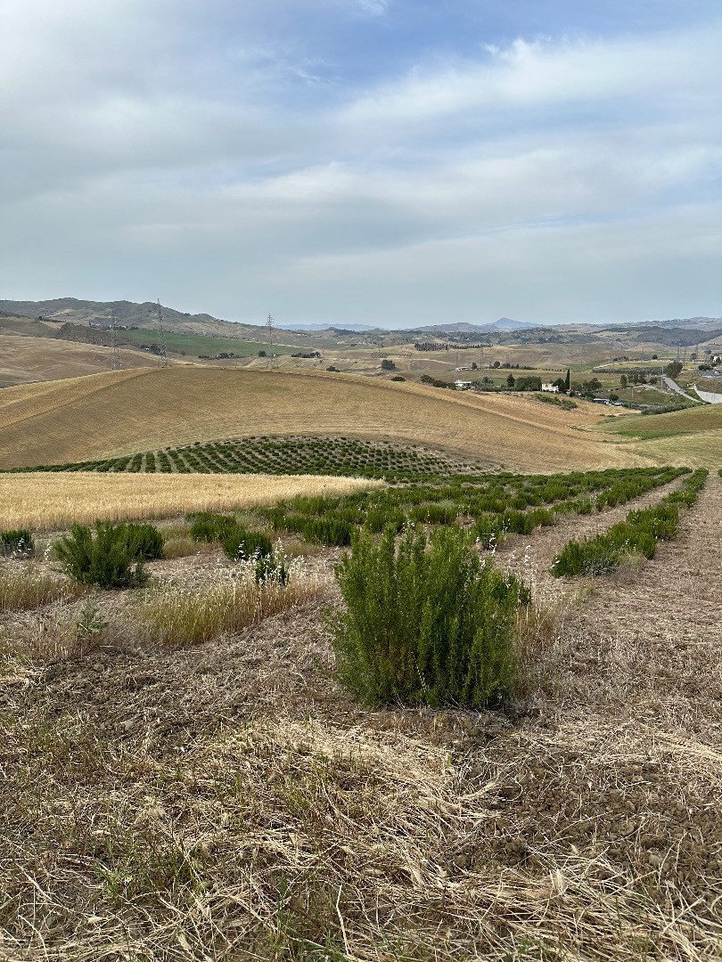 ORGANIC ROSEMARY FOR SALE, PLEASE COME AND PICK IT UP IN THE FIELD (SICILY, CALTANISSETTA)