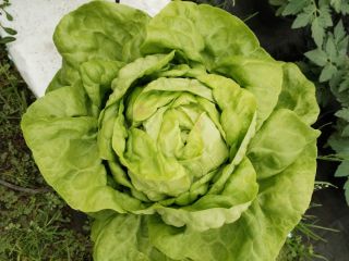 Hello, I have a very nice butter lettuce, approximately