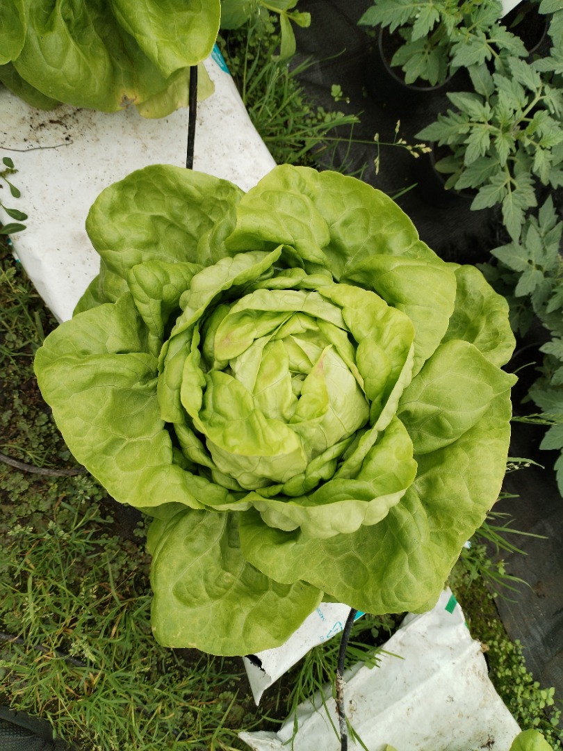 Hello, I have a very nice butter lettuce, approximately 800 pieces