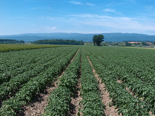 Hello! We are a collective of farmers from Romania and we are looking to sell high quality vegetables and fruits in large quantities, especially potatoes