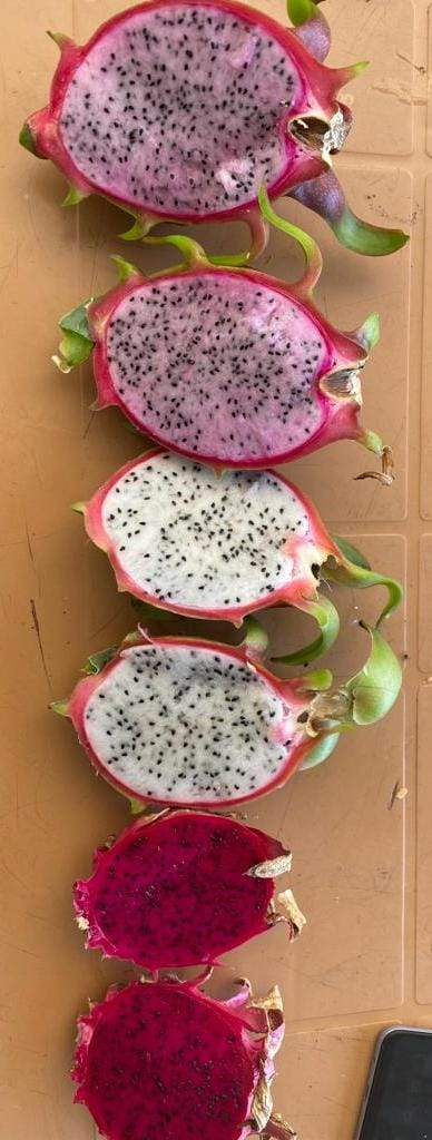 High quality dragon fruit will be available in June