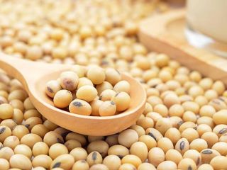 Agro cars LTD offers good quality soybeans of Ukrainian