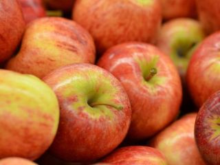Agro cars LTD offers apples of various varieties of