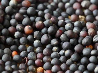 Agro cars LTD offers good quality rapeseed of Ukrainian