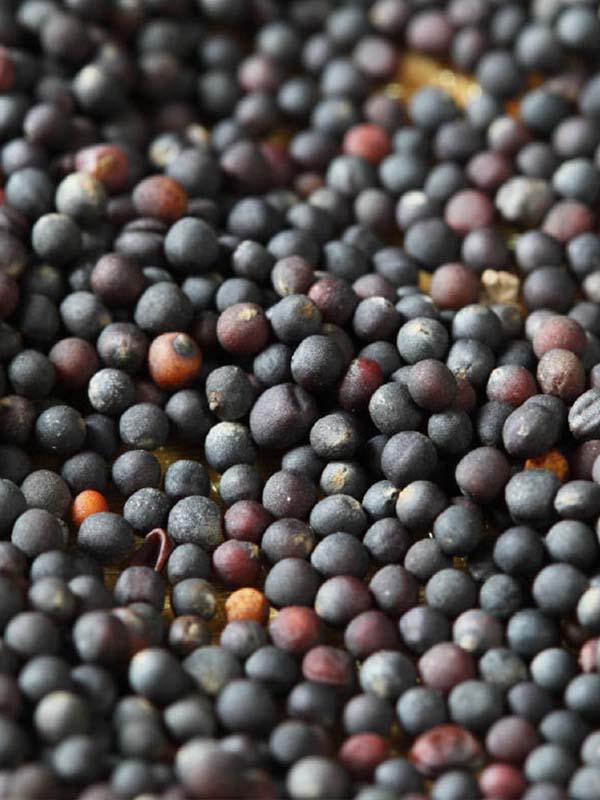 Agro cars LTD offers good quality rapeseed of Ukrainian origin: -We have all quality certificates -Packing is negotiable (bulk or big bag) -Price is negotiable