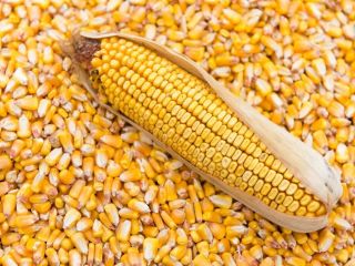 Agro cars LTD offers good quality corn grain of