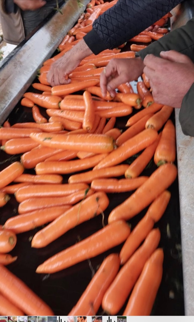 We can supply Carrots in bags of 10-15-25 or big bags