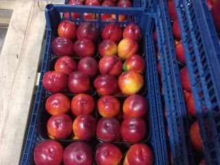 I am selling beautiful Patagonia nectarines and Astoria peaches,