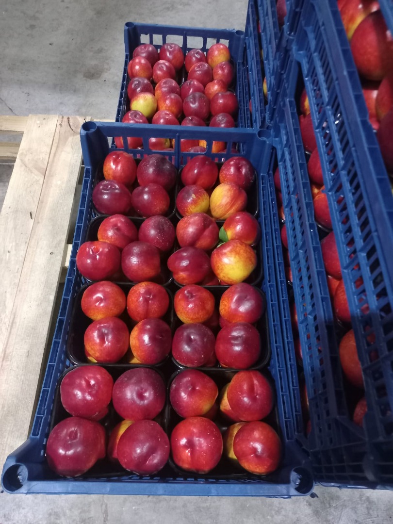 I am selling beautiful Patagonia nectarines and Astoria peaches, originating from Türkiye