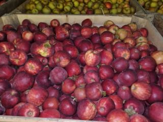 Good morning, we sell Royal Gala, Gala Must, RedCap,