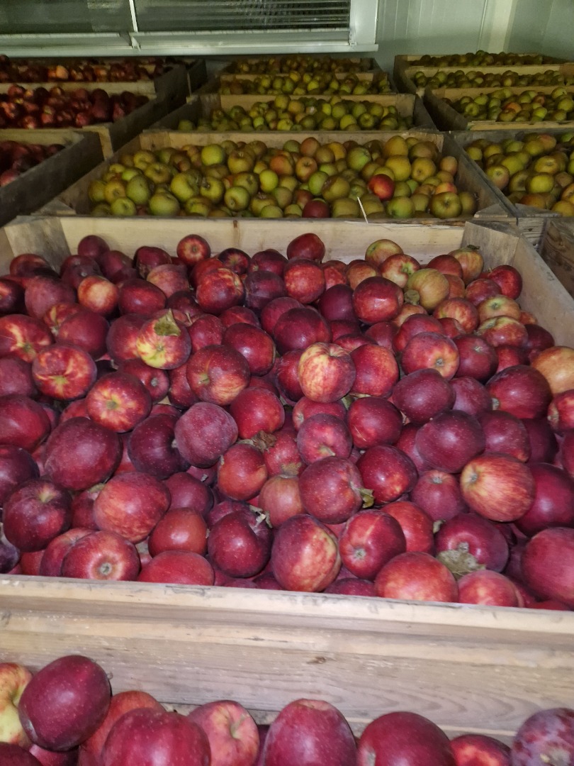 Good morning, we sell Royal Gala, Gala Must, RedCap, Jonagored, Rubinstar, Decosta, Red Jonaprince, Szampion, Gloster, Golden Delicious, Ligol and Idared