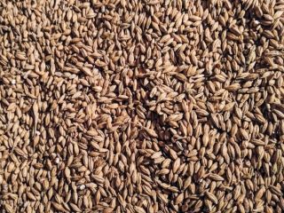 Hello. I will sell barley