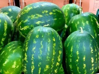 Watermelon. .from Morocco we also have melons.