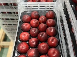55-63 in open top punnet 63 + mm in