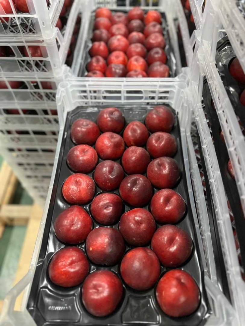 55-63 in open top punnet 63 + mm in plastik box single layer viol Origin Turkey