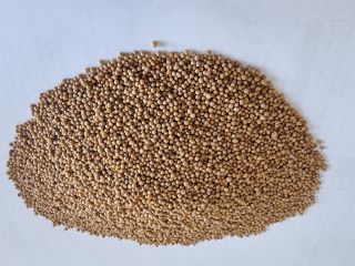 White mustard seeds Price FCA Osina Mała purity 98%