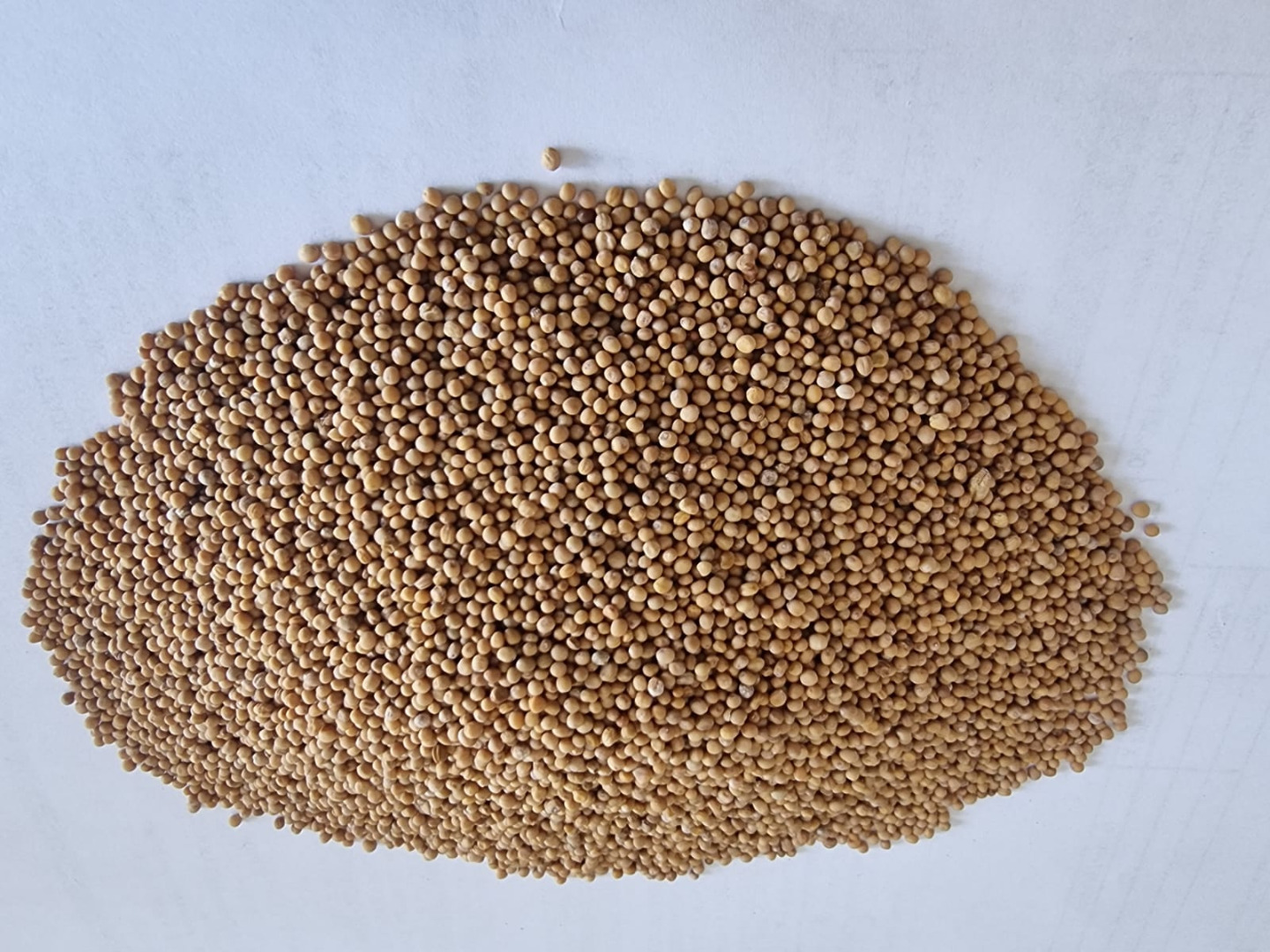 White mustard seeds Price FCA Osina Mała purity 98% Price FCA Osina Mała purity 98%