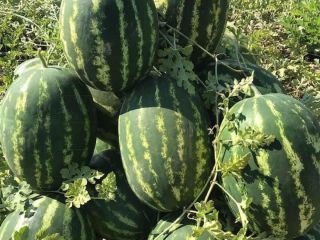 Premium Wholesale Watermelons from Divjake, Albania! Looking for the