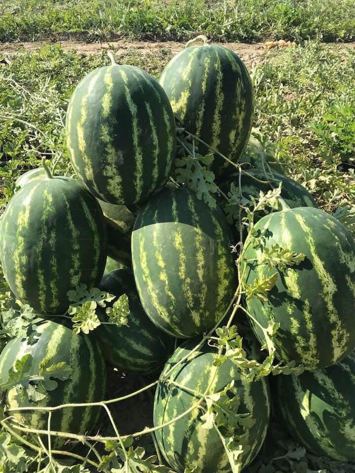 Premium Wholesale Watermelons from Divjake, Albania! Looking for the best quality watermelons in bulk? We are the largest supplier in Albania, offering sweet