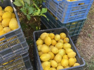 Organic lemons from the field to the table, good