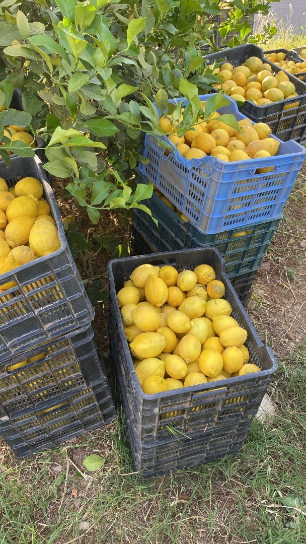 Organic lemons from the field to the table, good quality from our own farm, lemons in Malaga