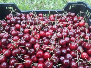 May cherries straight from the orchard These are early,