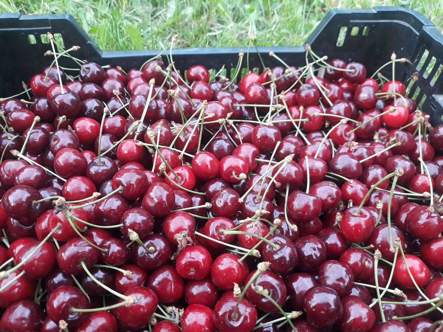 May cherries straight from the orchard These are early, organic cherries, without spraying