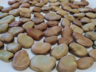 I will sell dried broad beans (medium size) and