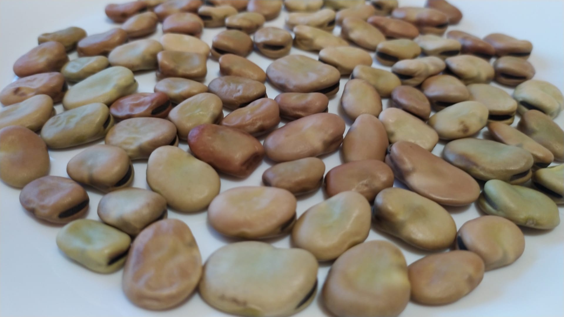 I will sell dried broad beans (medium size) and chickpeas