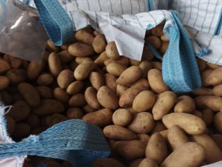 Mondial Potatoes for sale 40-60 mm Big Bag (1250