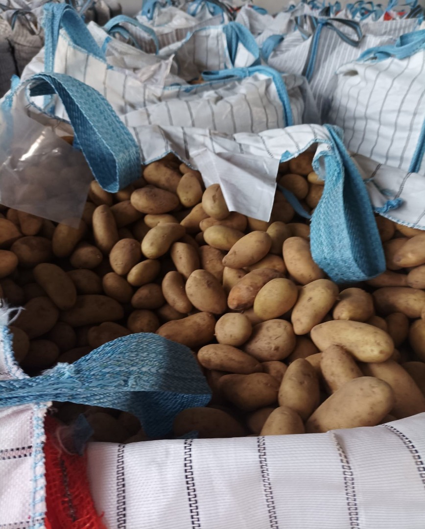 Mondial Potatoes for sale 40-60 mm Big Bag (1250 kg net) Deliveries only full transport - 19 pallets x 1250 kg net