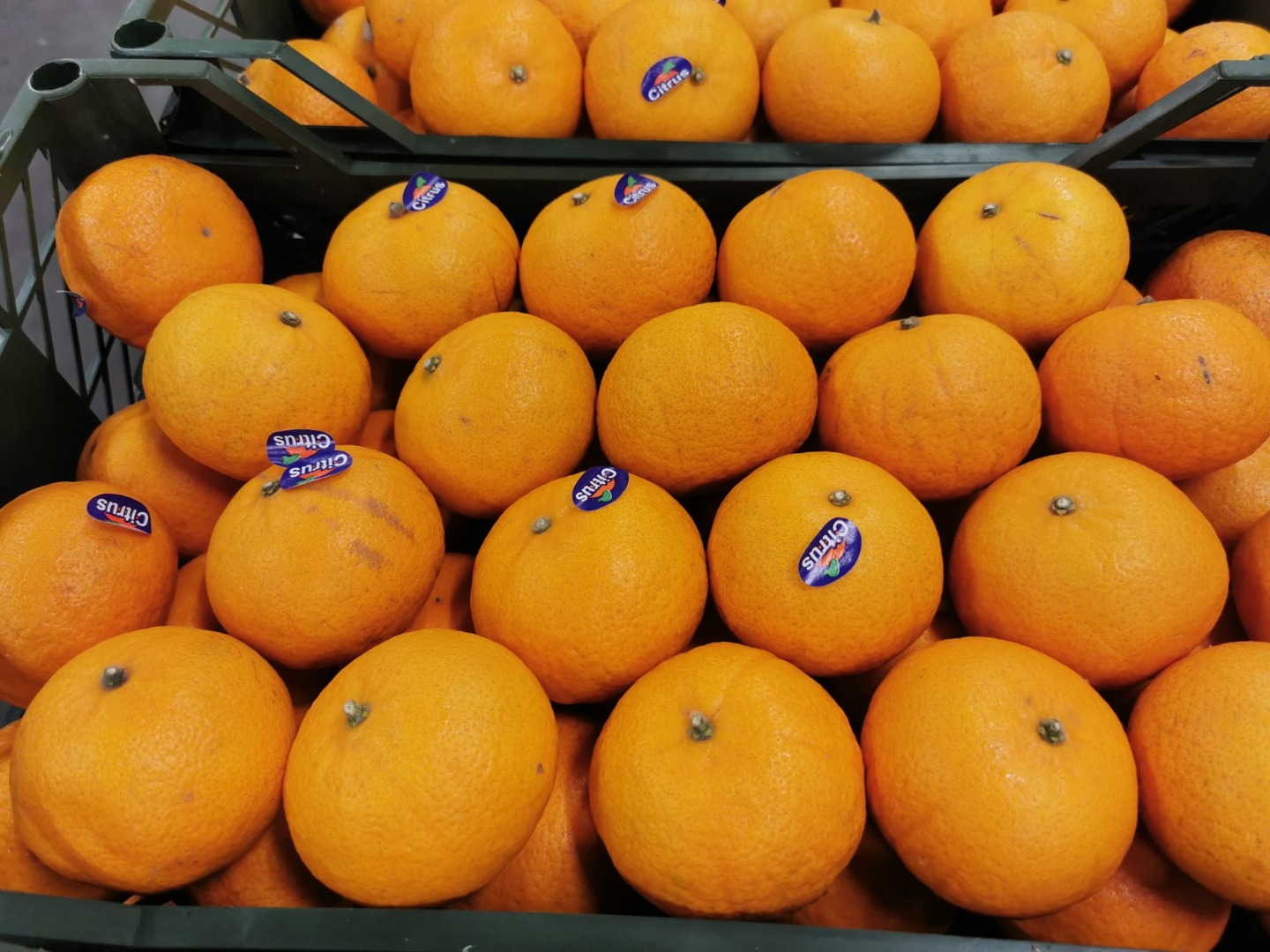 I will sell mandarin (Murcotte) from Egypt
