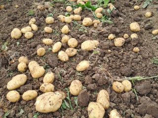 I am selling new potatoes of the Riviera 55+