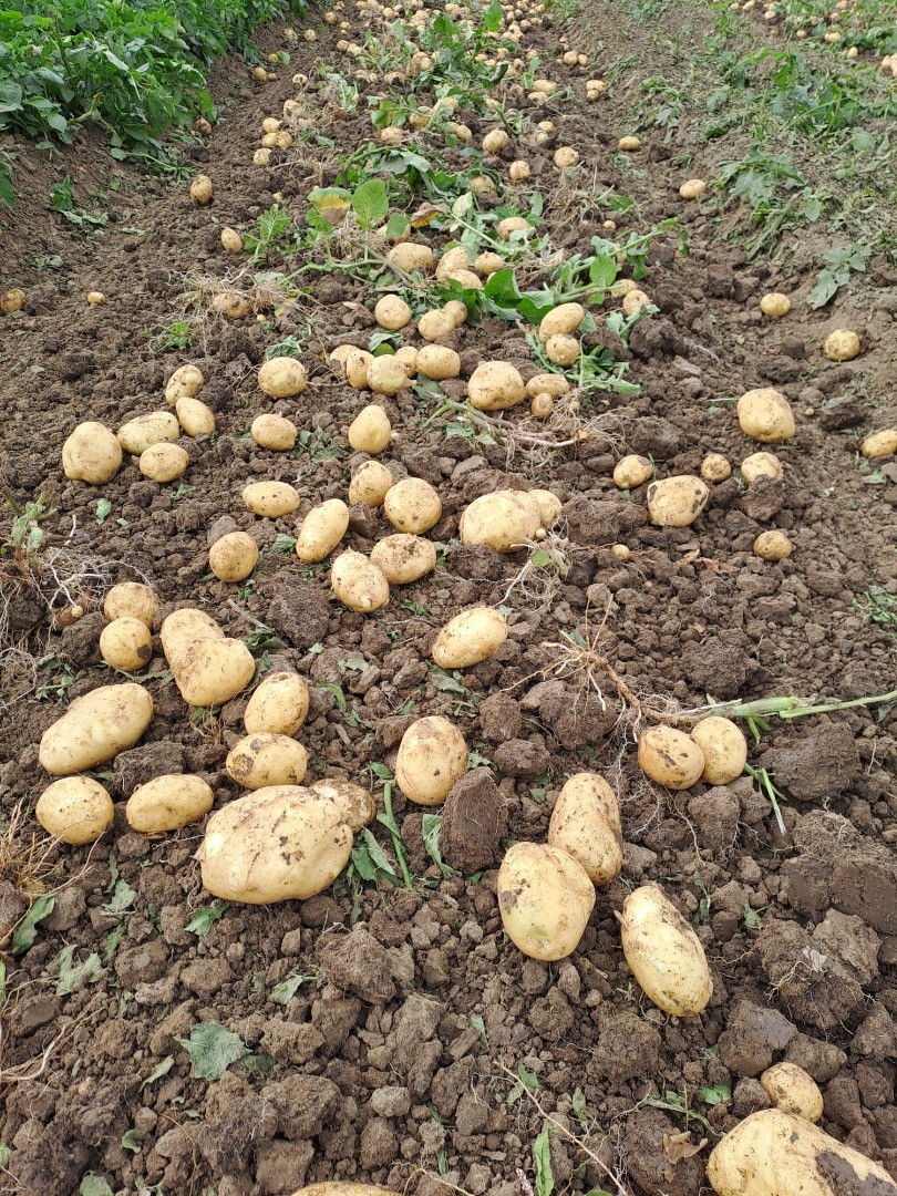 I am selling new potatoes of the Riviera 55+ variety, harvested now, any quantity, packed in bags of 25 and big bags of 1 ton