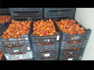 Hello, I am buying apricots in large quantities