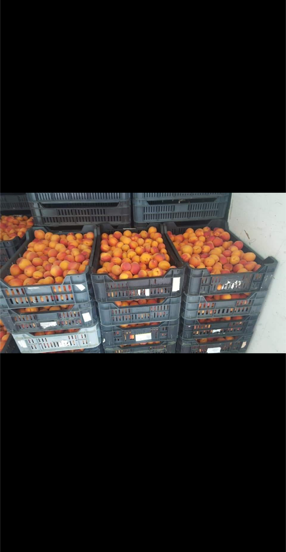 Hello, I am buying apricots in large quantities