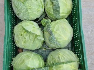 I have large amounts of young white cabbage. Contact