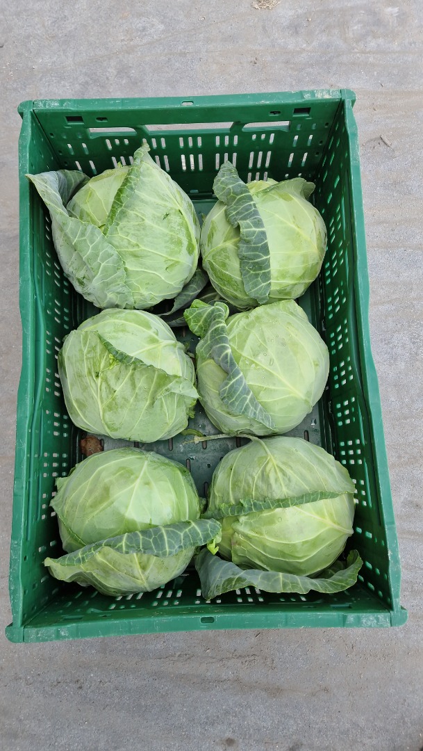 I have large amounts of young white cabbage