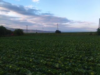 Ready-made Nozomi cabbage. The cabbages are between 1,300-1,800 kg.