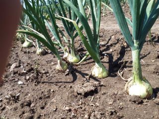 Swift winter onions for sale. Possibility to prepare bunches