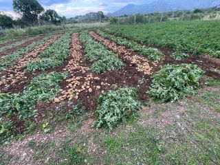 Karlita potatoes [phone number]