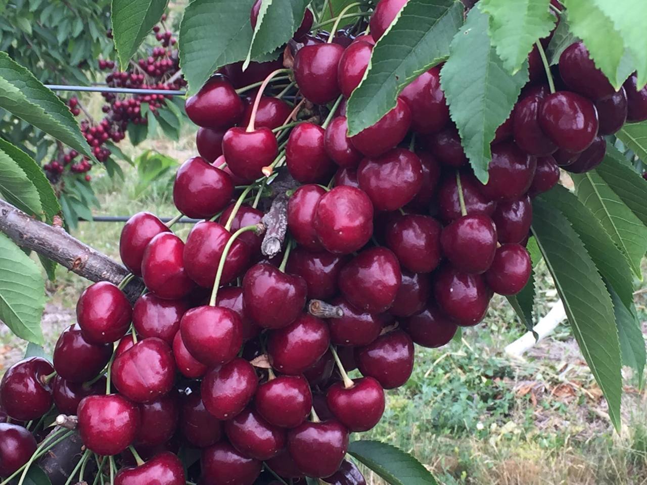 We are excited to offer premium quality cherries and apples for sale in the UK