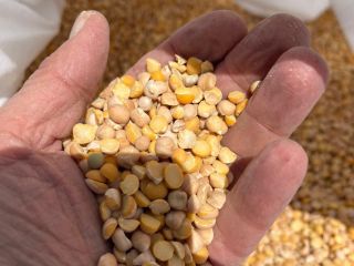 Selling chickpeas in big bags, or by arrangement in