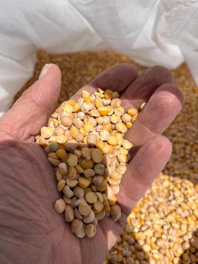 Selling chickpeas in big bags, or by arrangement in 25 kg sacks