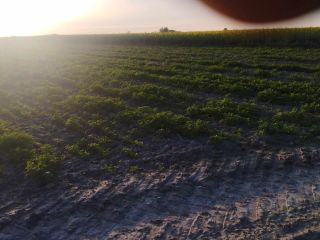 I will sell parsley from about 2 ha, the
